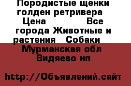 Породистые щенки голден ретривера › Цена ­ 25 000 - Все города Животные и растения » Собаки   . Мурманская обл.,Видяево нп